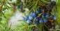 Preview: Wacholder Sirup, Andiz Pekmezi Detox-Kur,Antioxidans